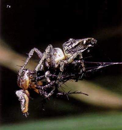 http://oloommagazine.com/images/Articles/15/SCI99b15N1_H02_008484.jpg