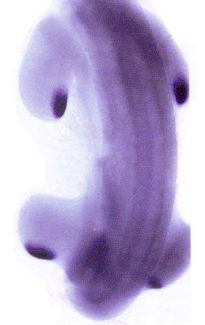 http://oloommagazine.com/images/Articles/15/SCI99b15N10_H04_008183.jpg