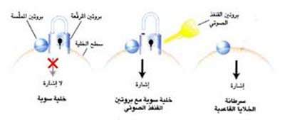 http://oloommagazine.com/images/Articles/15/SCI99b15N10_H04_008184.jpg