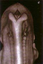 http://oloommagazine.com/images/Articles/15/SCI99b15N8-9_H03_009071.jpg