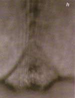 http://oloommagazine.com/images/Articles/15/SCI99b15N8-9_H03_009078.jpg