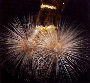 http://oloommagazine.com/images/Articles/15/SCI99b15N4_H01_008709.jpg