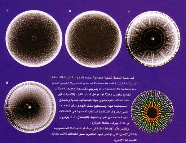 http://oloommagazine.com/images/Articles/15/SCI99b15N12_H05_008395.jpg