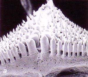 http://oloommagazine.com/images/Articles/15/SCI99b15N11_H03_008276.jpg