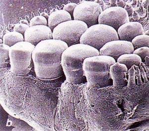 http://oloommagazine.com/images/Articles/15/SCI99b15N11_H03_008277.jpg