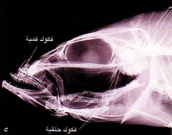 http://oloommagazine.com/images/Articles/15/SCI99b15N11_H03_008278.jpg