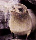 http://oloommagazine.com/images/Articles/15/SCI99b15N5_H02_008820.jpg