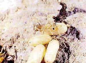 http://oloommagazine.com/images/Articles/16/SCI2000b16N4_H03_00260.jpg