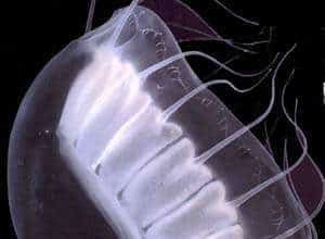 http://oloommagazine.com/images/Articles/16/SCI2000b16N10_H04_00799.jpg