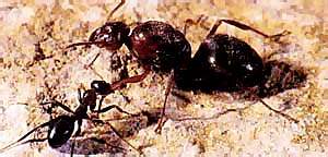 http://oloommagazine.com/images/Articles/16/SCI2000b16N4_H03_00263.jpg