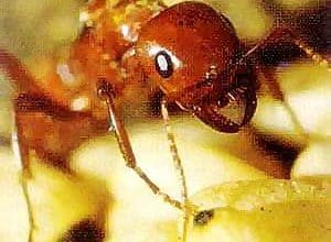 http://oloommagazine.com/images/Articles/16/SCI2000b16N4_H03_00265.jpg