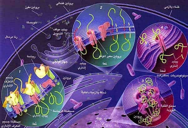 http://oloommagazine.com/images/Articles/16/SCI2000b16N2_H02_0061.jpg