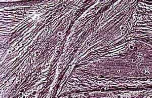 http://oloommagazine.com/images/Articles/16/SCI2000b16N4_H04_00282.jpg