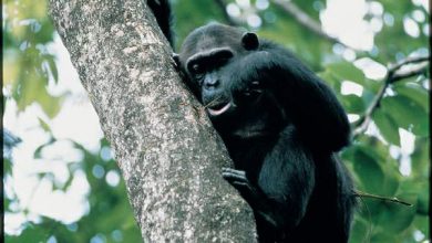 http://oloommagazine.com/images/Articles/17/SCI2001b17N8-9_H02_001868.jpg