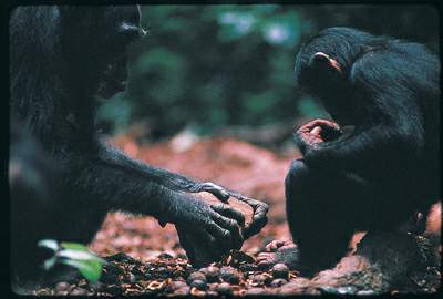 http://oloommagazine.com/images/Articles/17/SCI2001b17N8-9_H02_001869.jpg