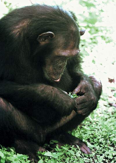 http://oloommagazine.com/images/Articles/17/SCI2001b17N8-9_H02_001871.jpg