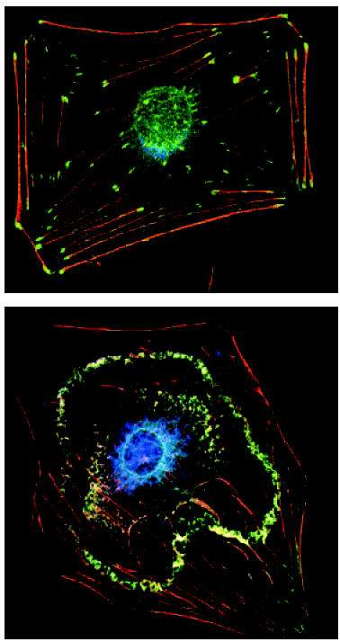 http://oloommagazine.com/images/Articles/17/SCI2001b17N1-2_H04_00373.jpg