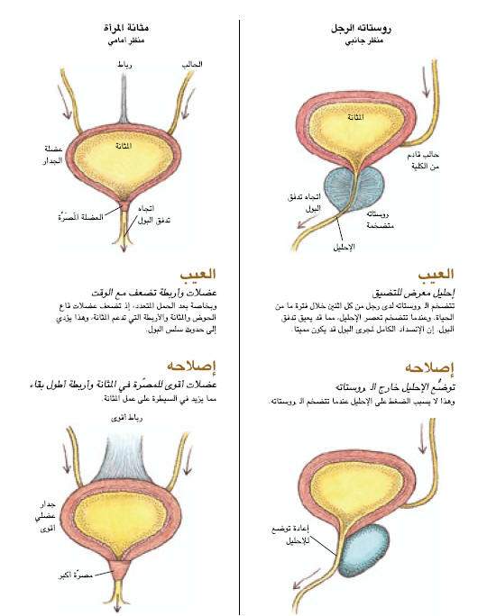 http://oloommagazine.com/images/Articles/17/SCI2001b17N6-7_H04_001775.jpg
