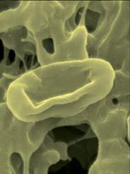 http://oloommagazine.com/images/Articles/18/SCI2002b18N7-8_H01_002435.jpg