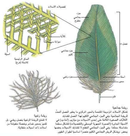 http://oloommagazine.com/images/Articles/19/SCI2003b19N10_H05_002620.jpg
