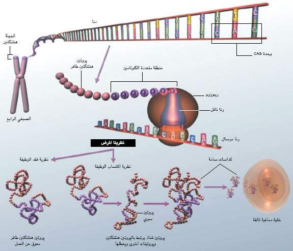 http://oloommagazine.com/images/Articles/19/SCI2003b19N4-5_H05_002945.jpg