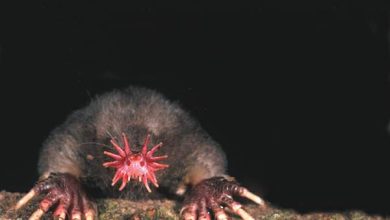 http://oloommagazine.com/images/Articles/19/SCI2003b19N2-3_H05_002861.jpg
