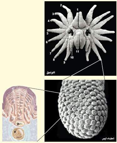 http://oloommagazine.com/images/Articles/19/SCI2003b19N2-3_H05_002865.jpg