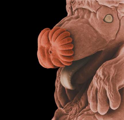 http://oloommagazine.com/images/Articles/19/SCI2003b19N2-3_H05_002866.jpg