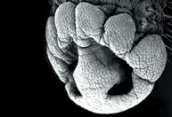 http://oloommagazine.com/images/Articles/19/SCI2003b19N2-3_H05_002867.jpg