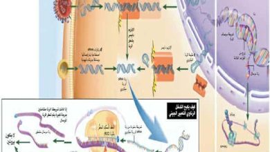 http://oloommagazine.com/images/Articles/20/SCI2004b20N2-3_H03_003349.jpg