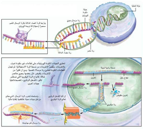 http://oloommagazine.com/images/Articles/20/SCI2004b20N2-3_H04_003357.jpg