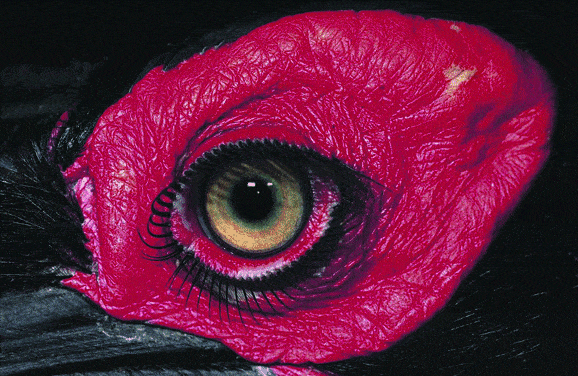 http://oloommagazine.com/images/Articles/2006/10/124.gif