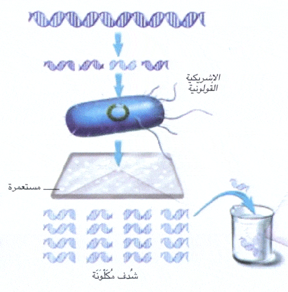 http://oloommagazine.com/Images/Articles/2006/10/scan0025-1.gif