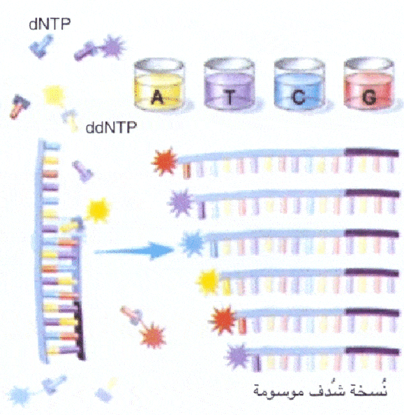 http://oloommagazine.com/Images/Articles/2006/10/scan0025-4.gif