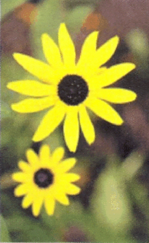 http://oloommagazine.com/Images/Articles/2006/10/scan0056-3.gif