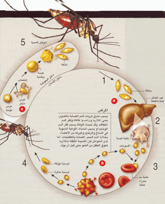 http://oloommagazine.com/images/Articles/2006/11-12/003%20copy.gif
