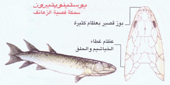 http://oloommagazine.com/images/Articles/2006/6-7/Copy%20of%20004.gif