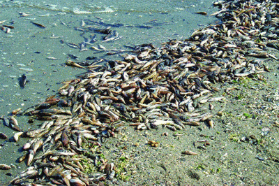 http://oloommagazine.com/images/Articles/2007/2-3/82.gif