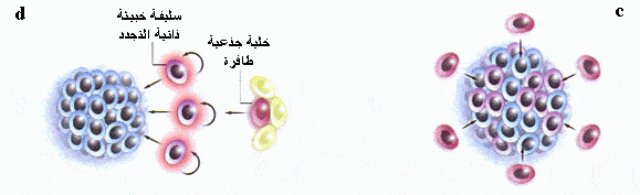 http://oloommagazine.com/images/Articles/2007/2-3/sc_009.gif