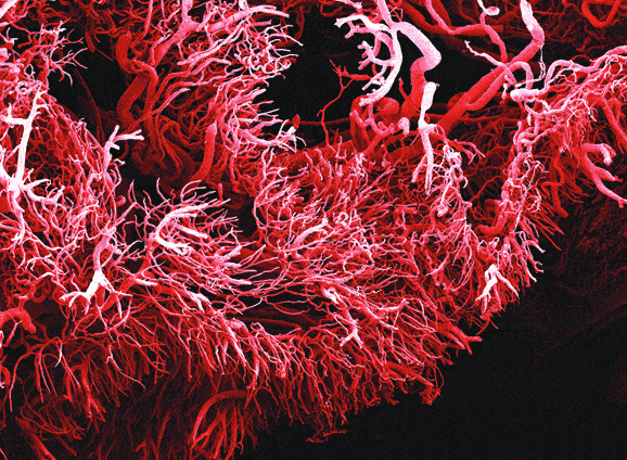 http://oloommagazine.com/Images/Articles/2007/4/47.gif