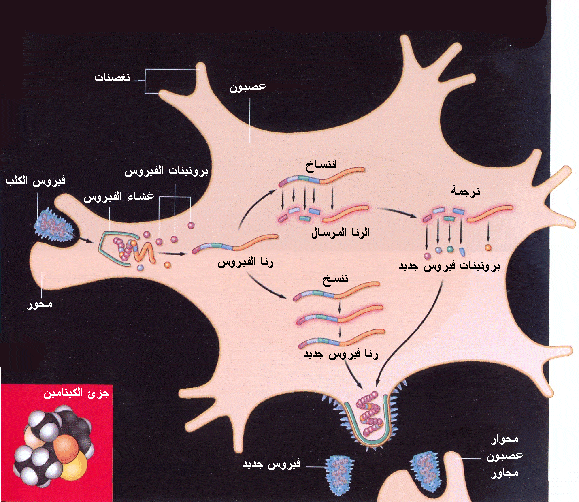 http://oloommagazine.com/images/Articles/2007/7-8/scan0019%5b1%5d.gif