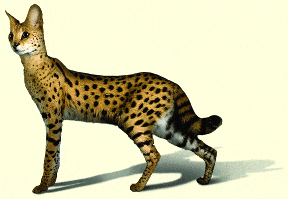 http://oloommagazine.com/images/Articles/2008/1-2/120.gif