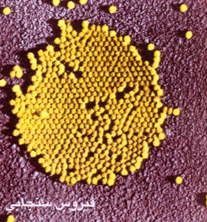 http://oloommagazine.com/Images/Articles/2009/11-12/15-2.gif