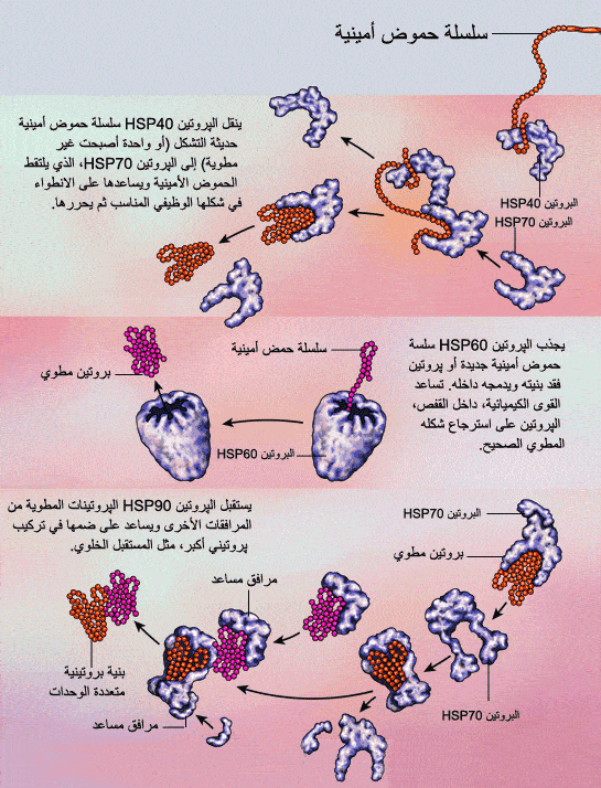 http://oloommagazine.com/images/Articles/2009/3&4/26.gif