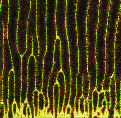 http://oloommagazine.com/images/Articles/2009/8&7/0_03.gif