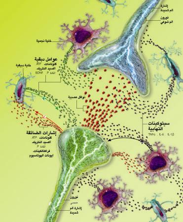 http://oloommagazine.com/Images/Articles/2010/3-4/2010_03_04_41_a11.JPG