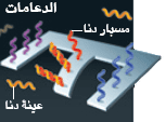 http://oloommagazine.com/Images/Articles/2010/7-8/2010_07_08_022_b.png