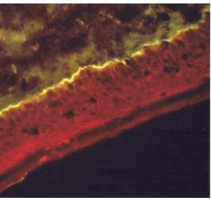 http://oloommagazine.com/images/Articles/21/SCI2005b21N5-6_H03_004027.jpg