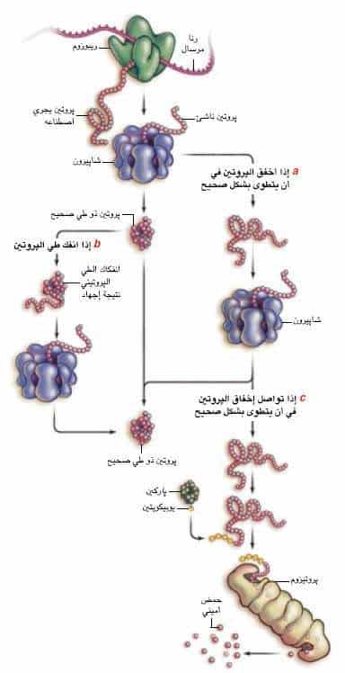 http://oloommagazine.com/images/Articles/21/SCI2005b21N9_H04_004231.jpg
