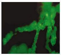 http://oloommagazine.com/images/Articles/21/SCI2005b21N9_H01_004209.jpg
